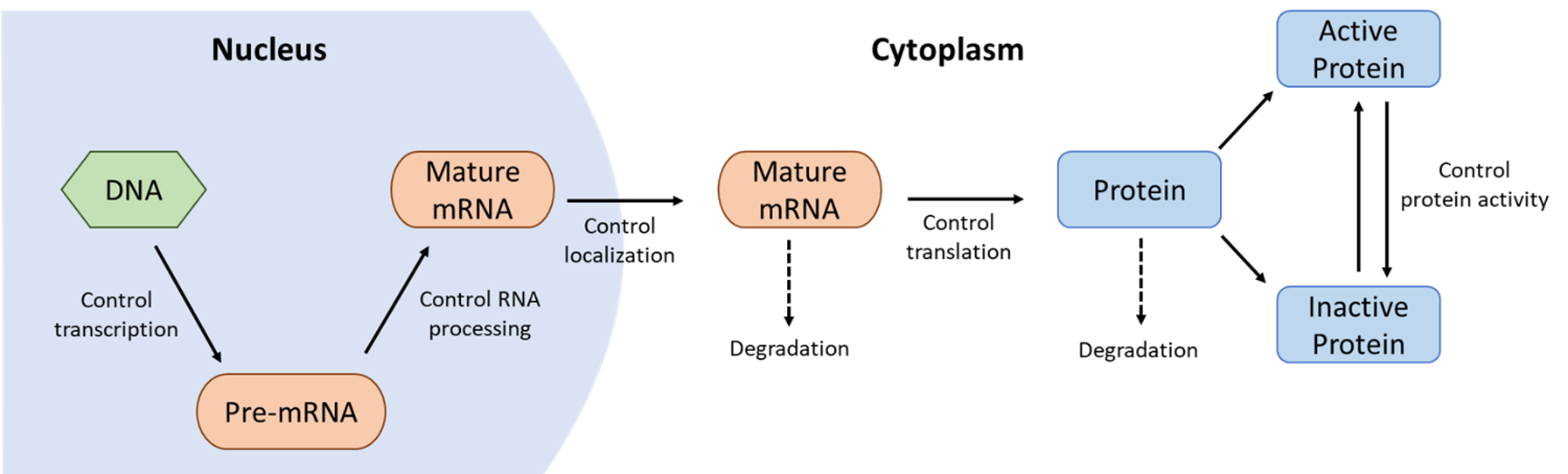 Gene/protein regulation flow chart