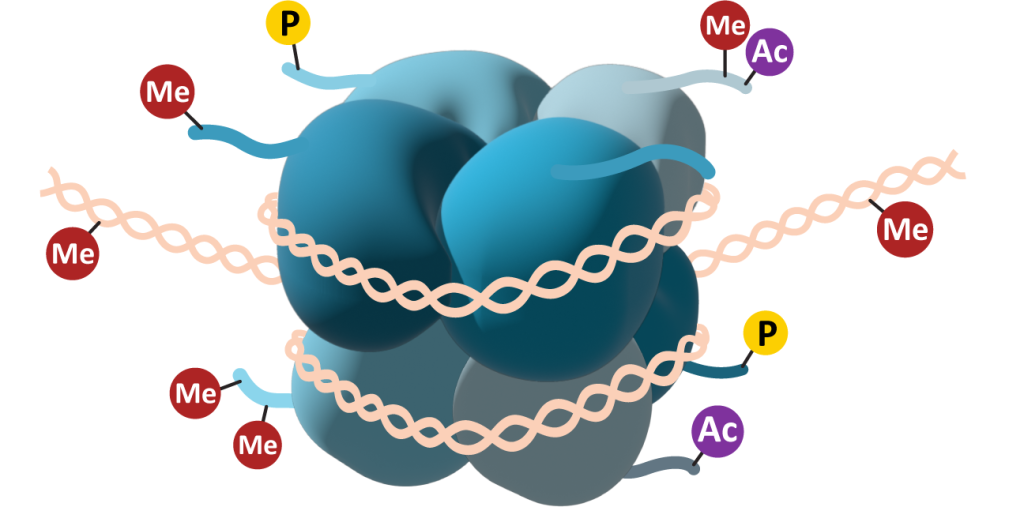 DNA Chromosomes and the Interphase Nucleus Fundamentals of Cell Biology Biology Diagrams
