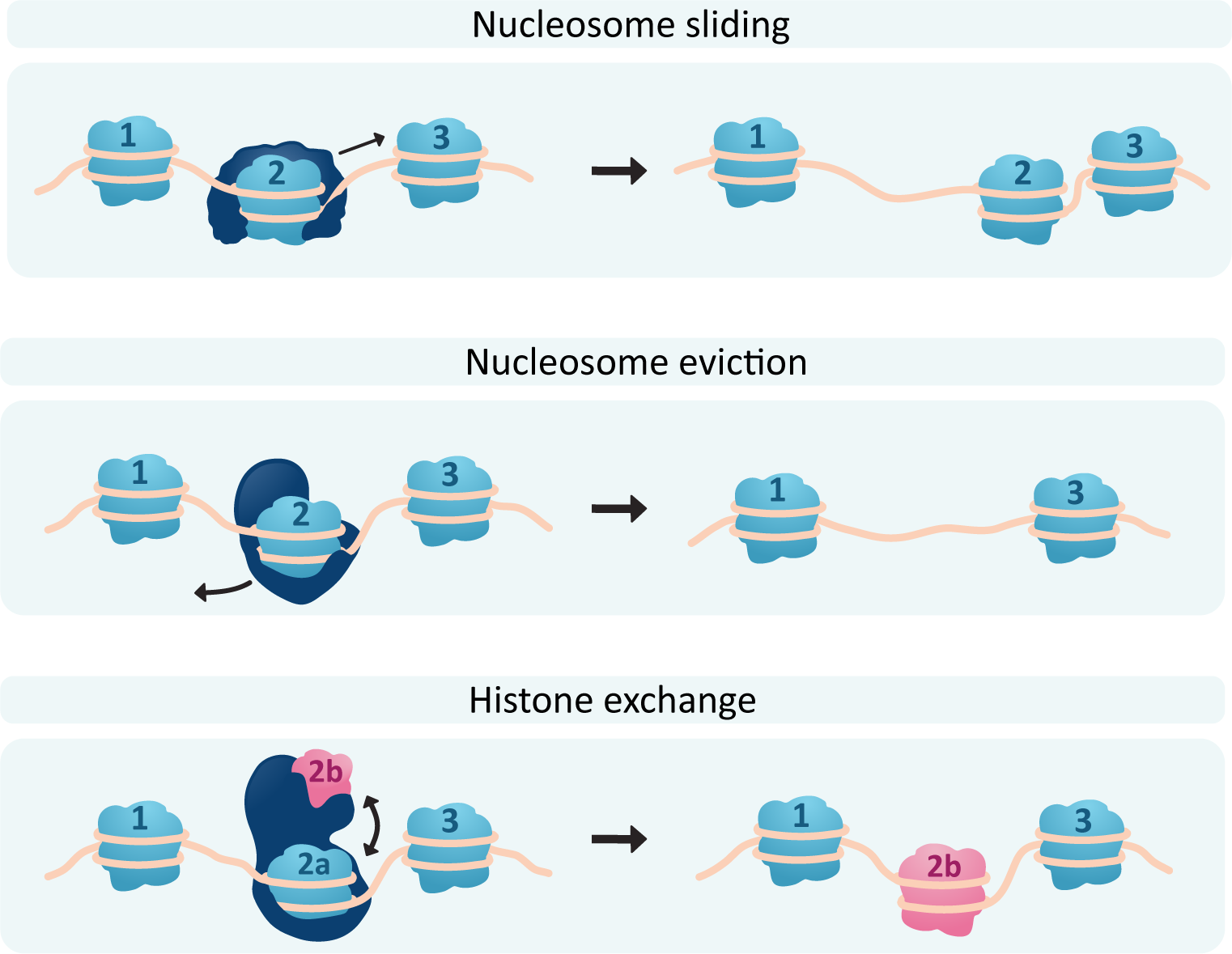 Methods for chromatin remodeling to occur.
