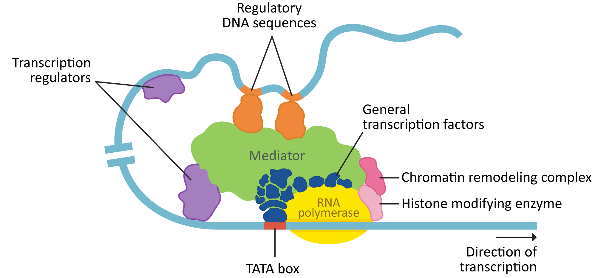 Eukaryotic transcription complex elements.