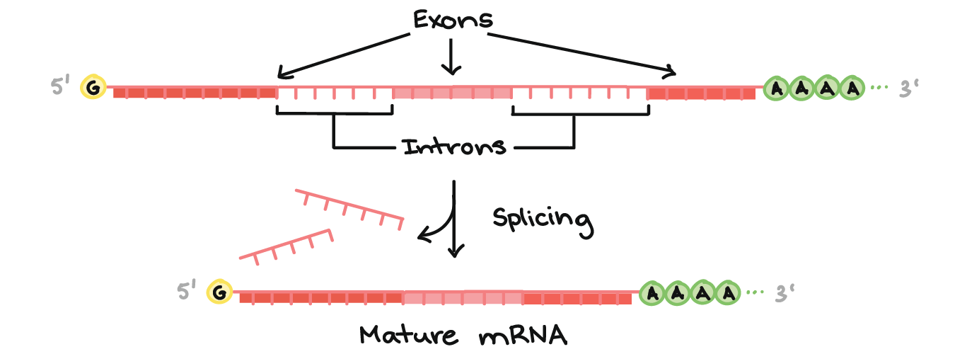 Post-transcriptional modification made to a new newly transcribed mRNA strand before translation.