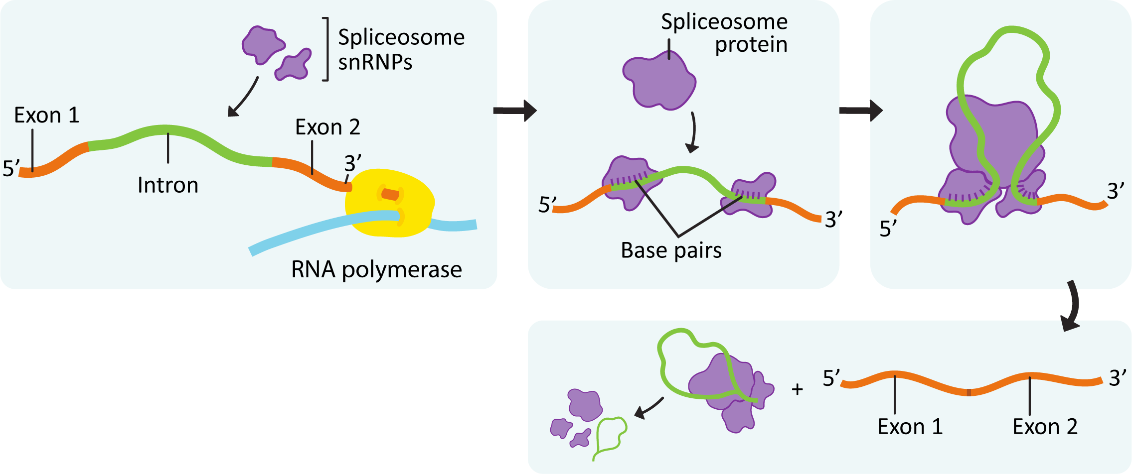 mRNA splicing mechanism