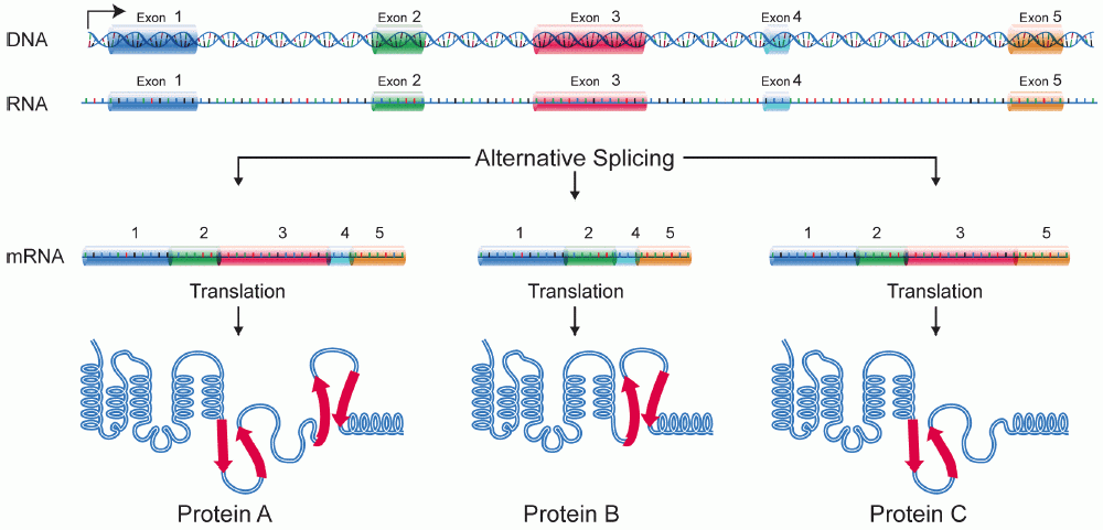 Examples of alternative splicing of mRNA segments.
