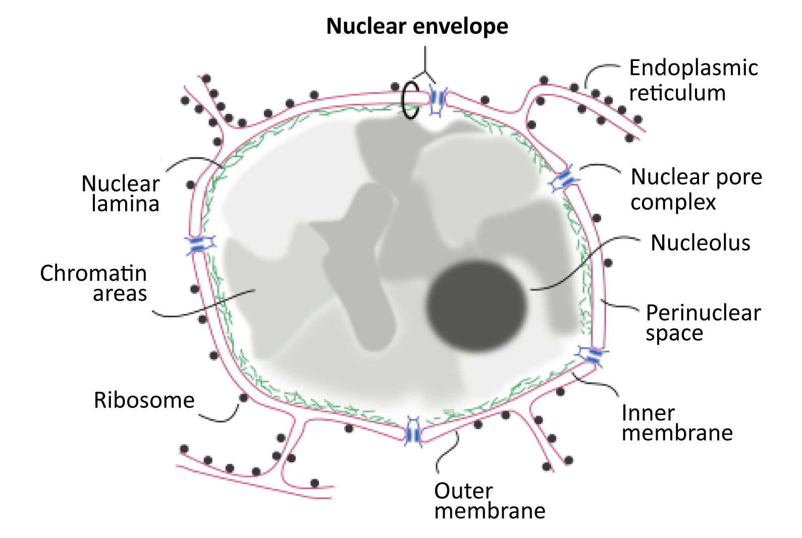 Labelled diagram of the nucleus