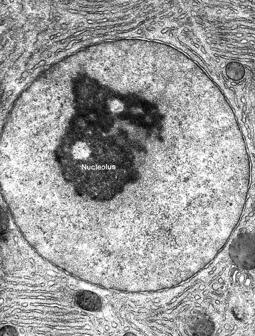 Electron micrograph of a pancreatic nucleus, which shows the nucleolus as a dark region near the center.