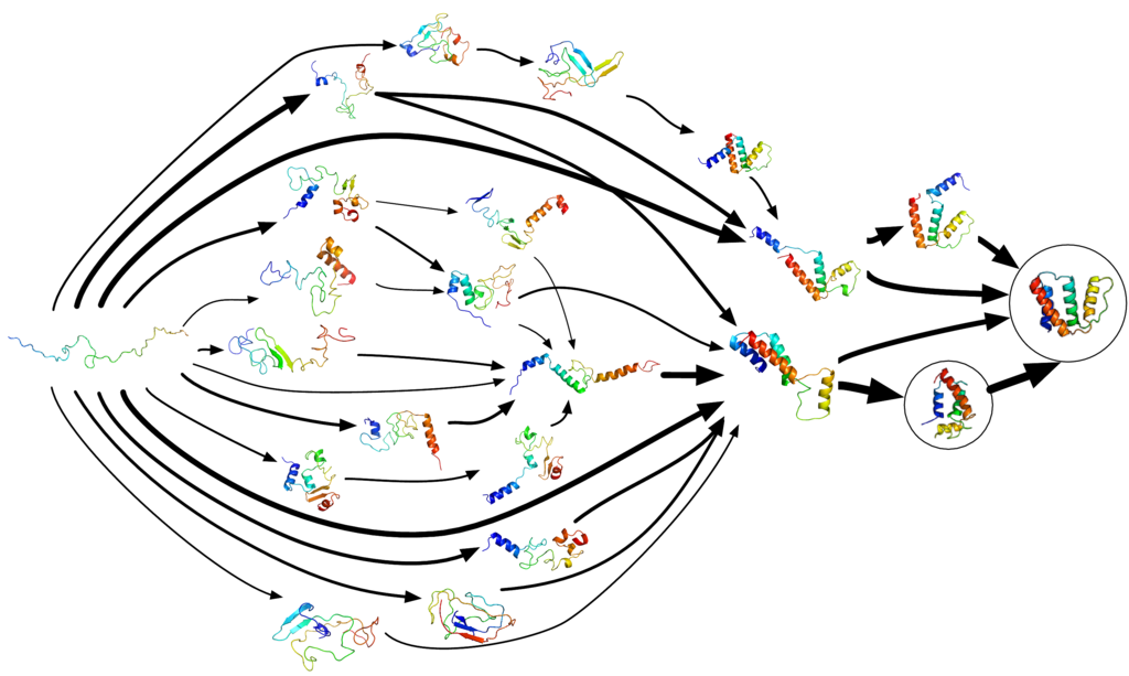 Various paths for protein folding