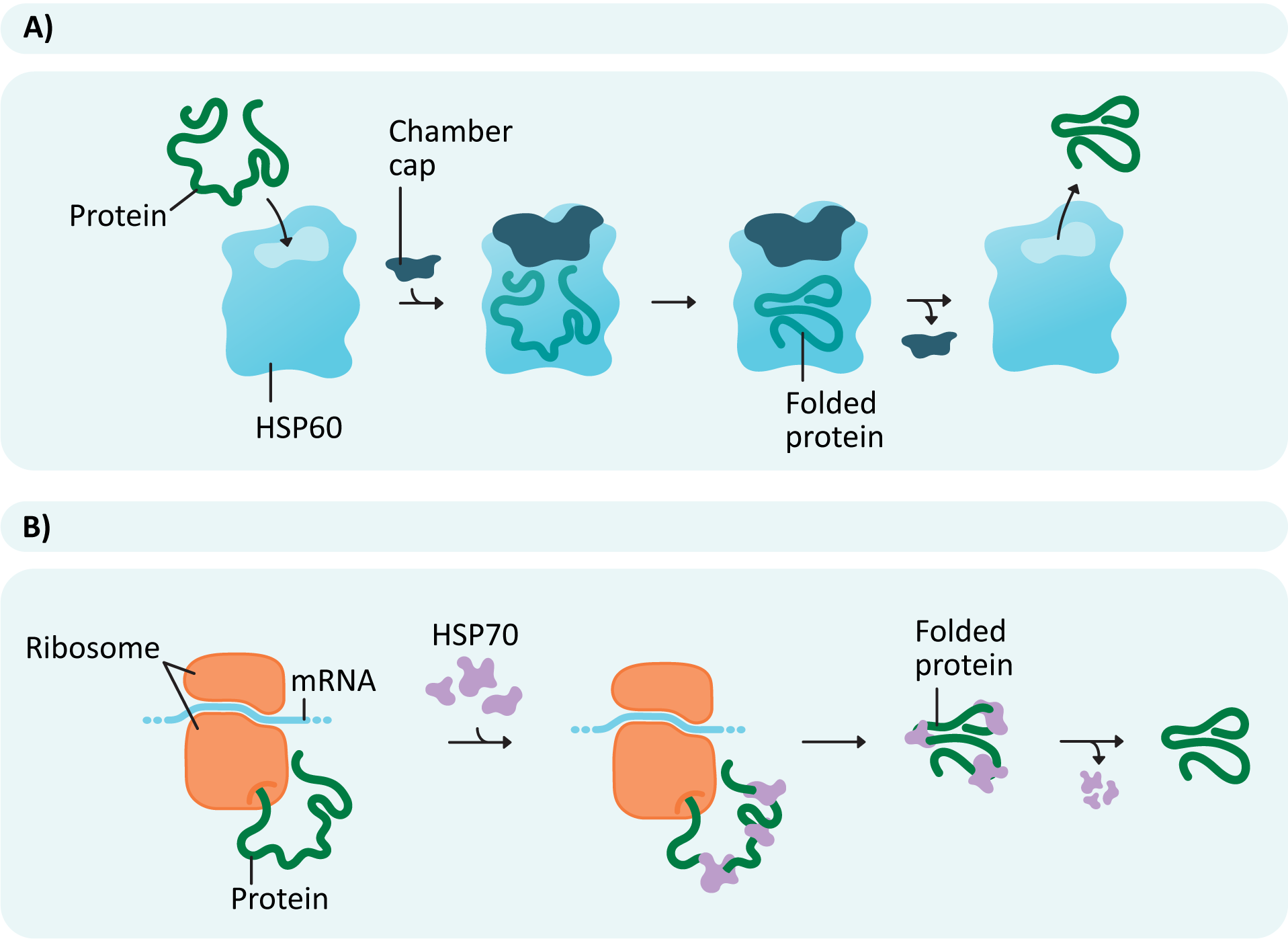 Mechanism of protein folding with chaperone proteins