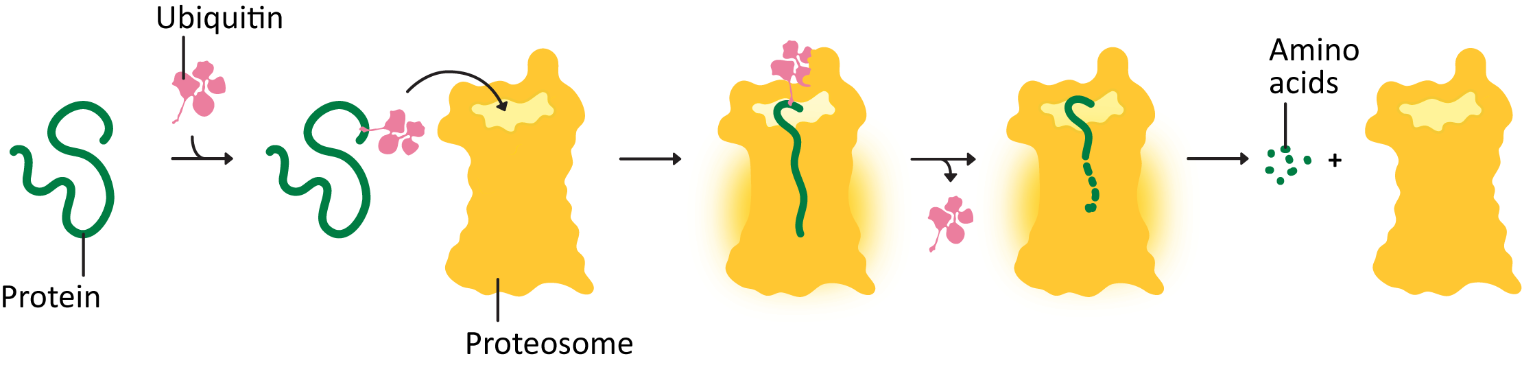 Schematic depiction of ubiquitin tagged proteins being targeted by the proteosome.