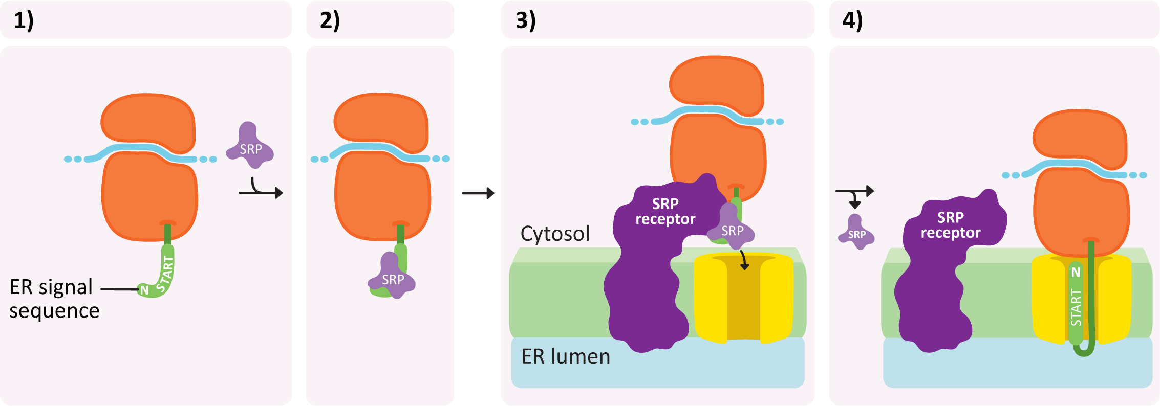 Mechanism of protein insertion into the ER