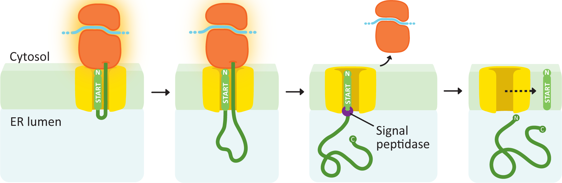The flow of insertion of a soluble protein through the ER membrane