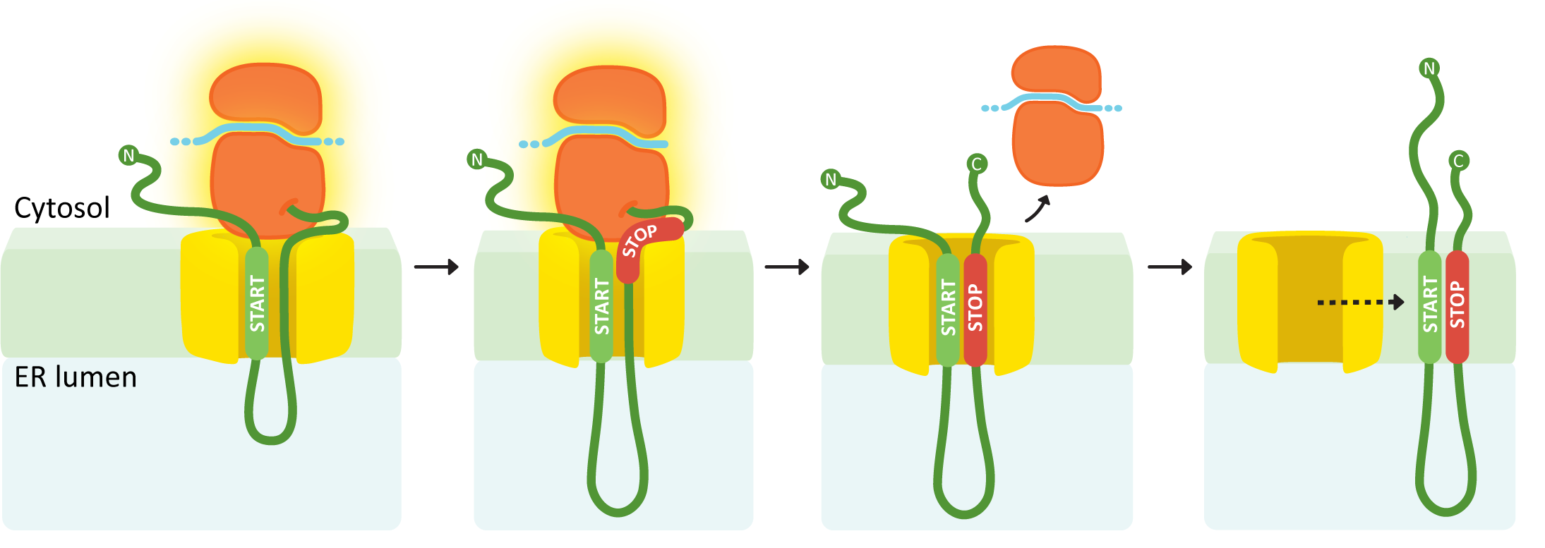 A diagram of a protein which has two transmembrane domain inserted into a membrane.