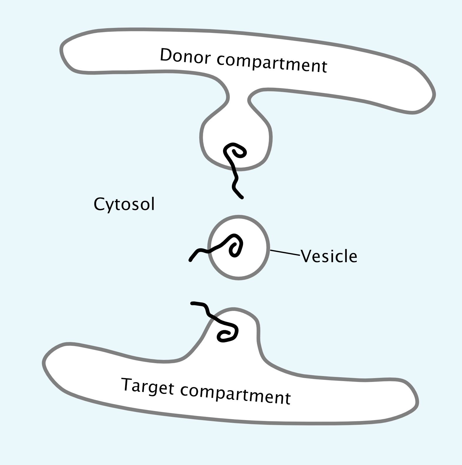 Taget and donor compartments with a vesicle in the middle. Cytosol portion of the protein stays in the cytosol in all compartments
