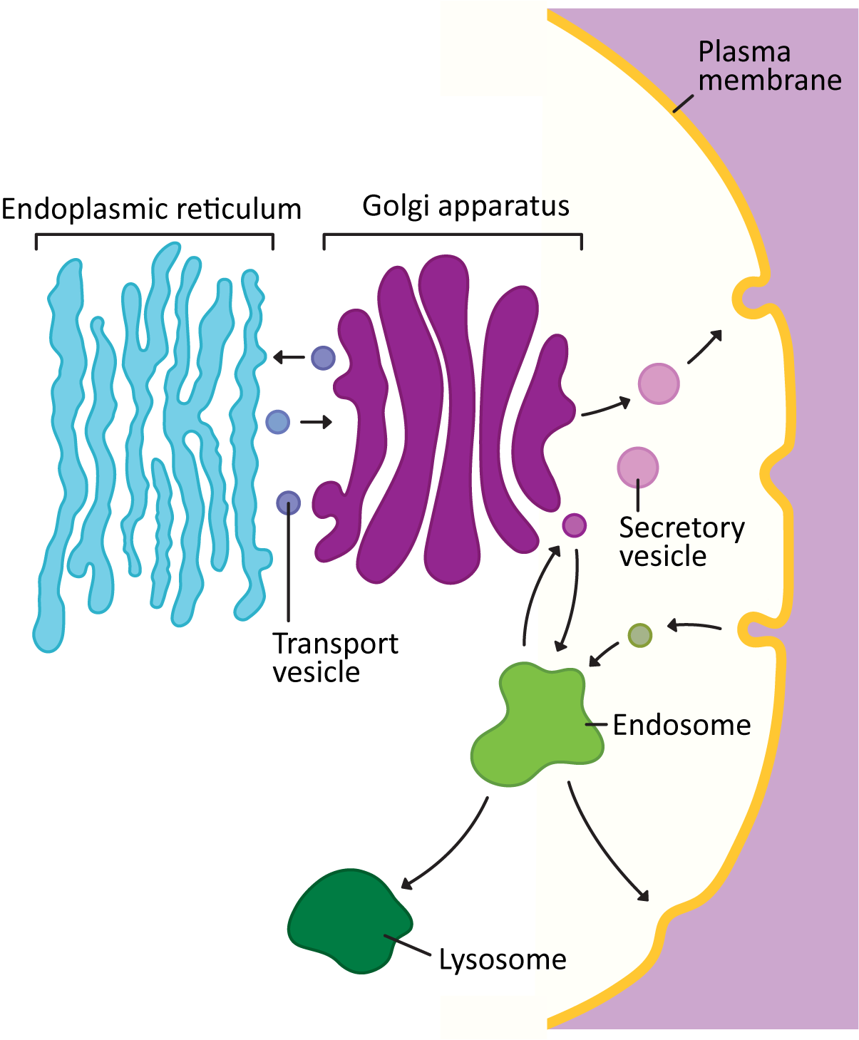 Vesicle traffic of cargo between the organelles of the endomembrane system