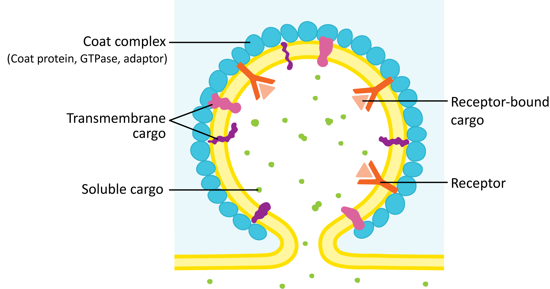 schematic of the required protein machinery for vesicle budding.