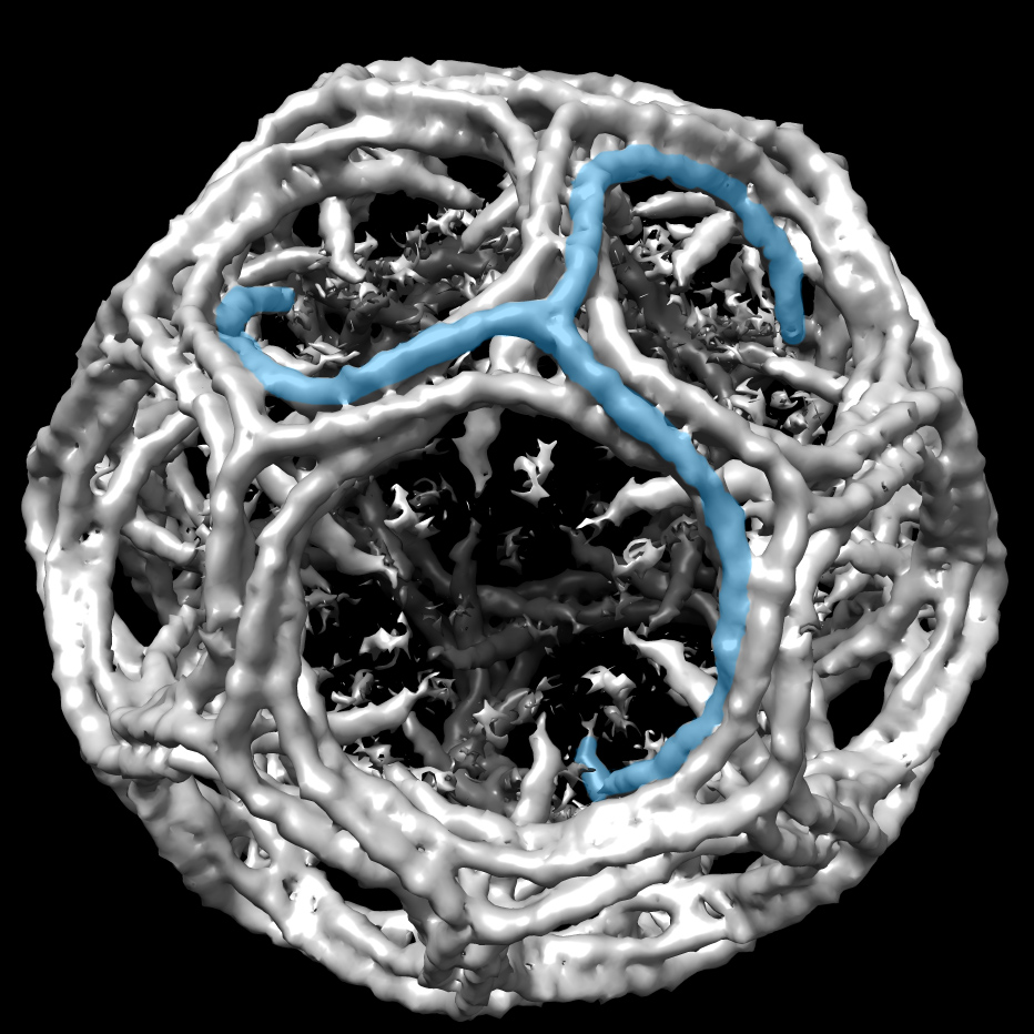 Electron micrograph of the clathrin coating surrounding a vesicle.