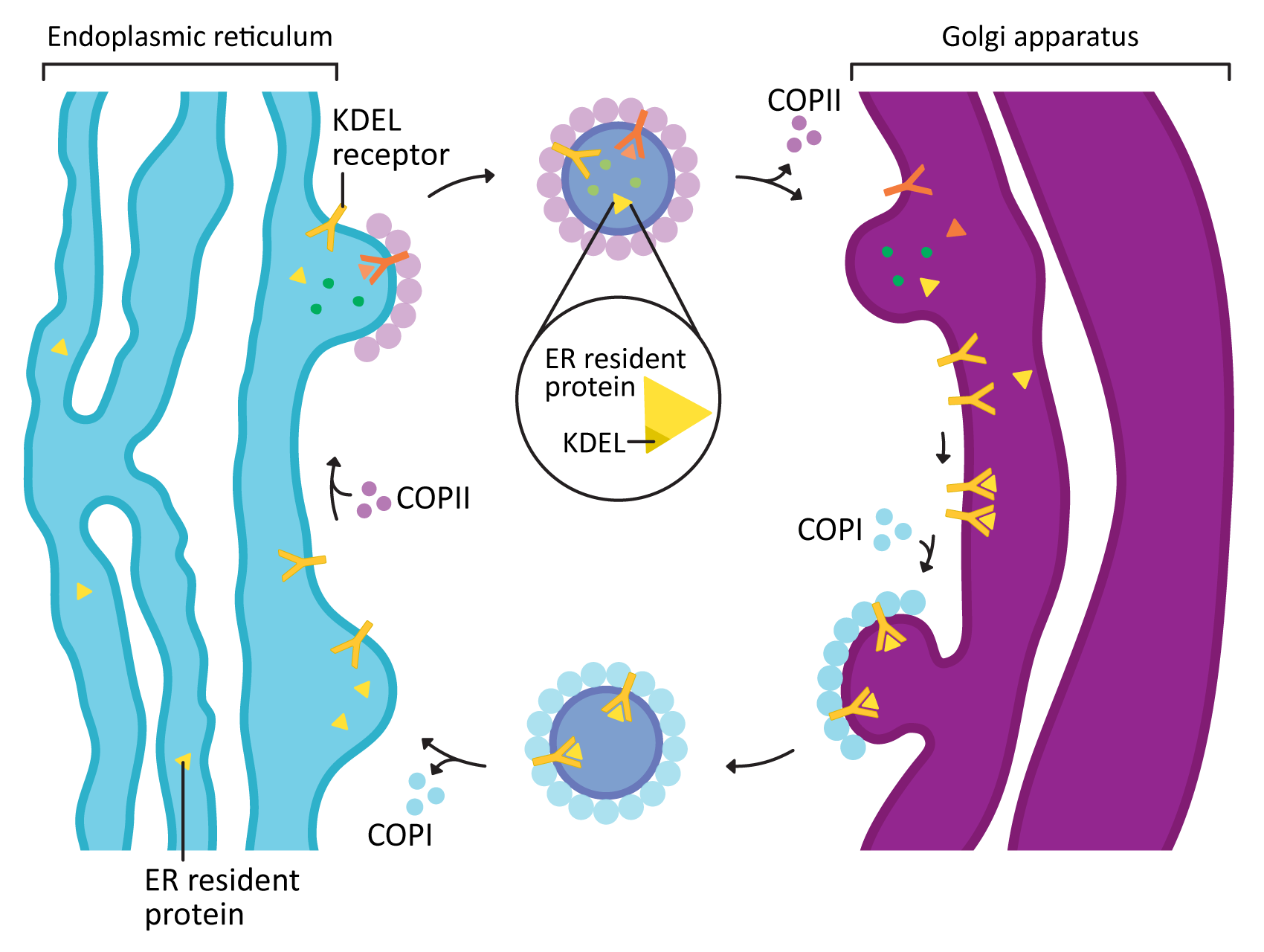 COPI and COPII-coated vesicles control traffic between the ER and the Golgi.
