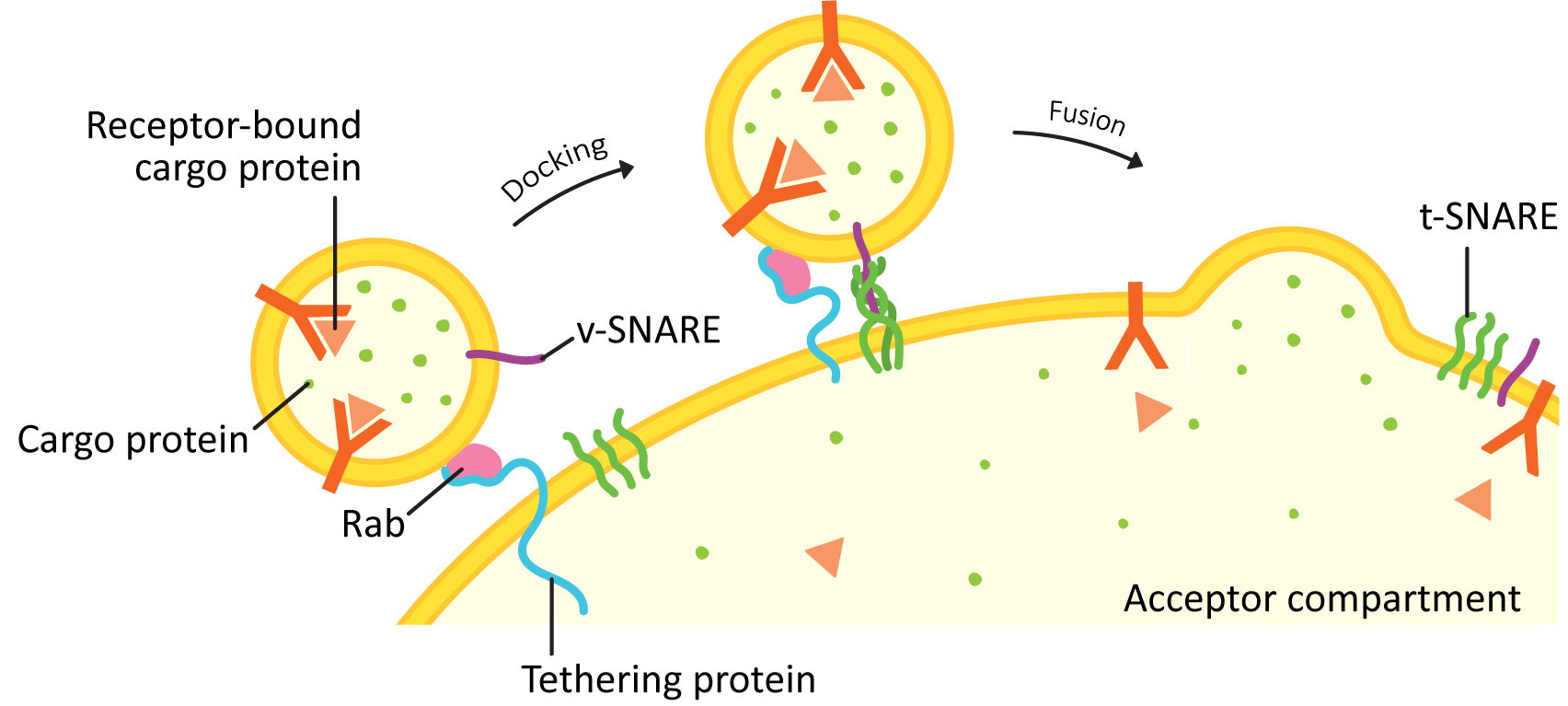 Schematic of docking and fusion of vesicles using SNAREs.