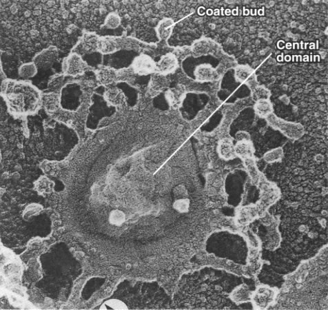 Labelled electron micrograph of a Golgi, showing the shape of a single cisterna from the top.