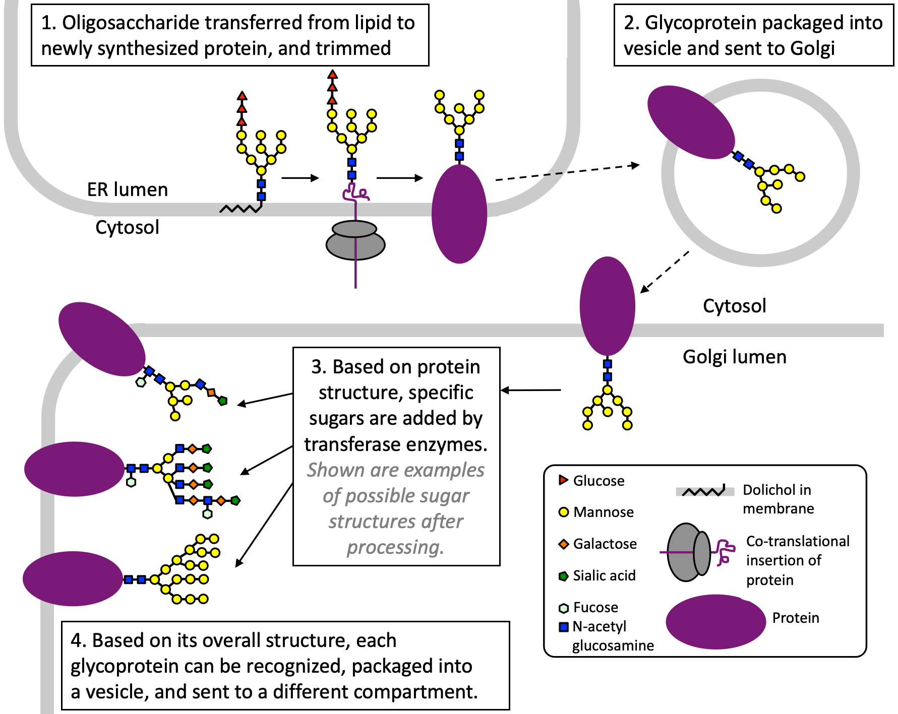 The process of glycosylation starting in the ER and moving to the Golgi using vesicle trafficking.