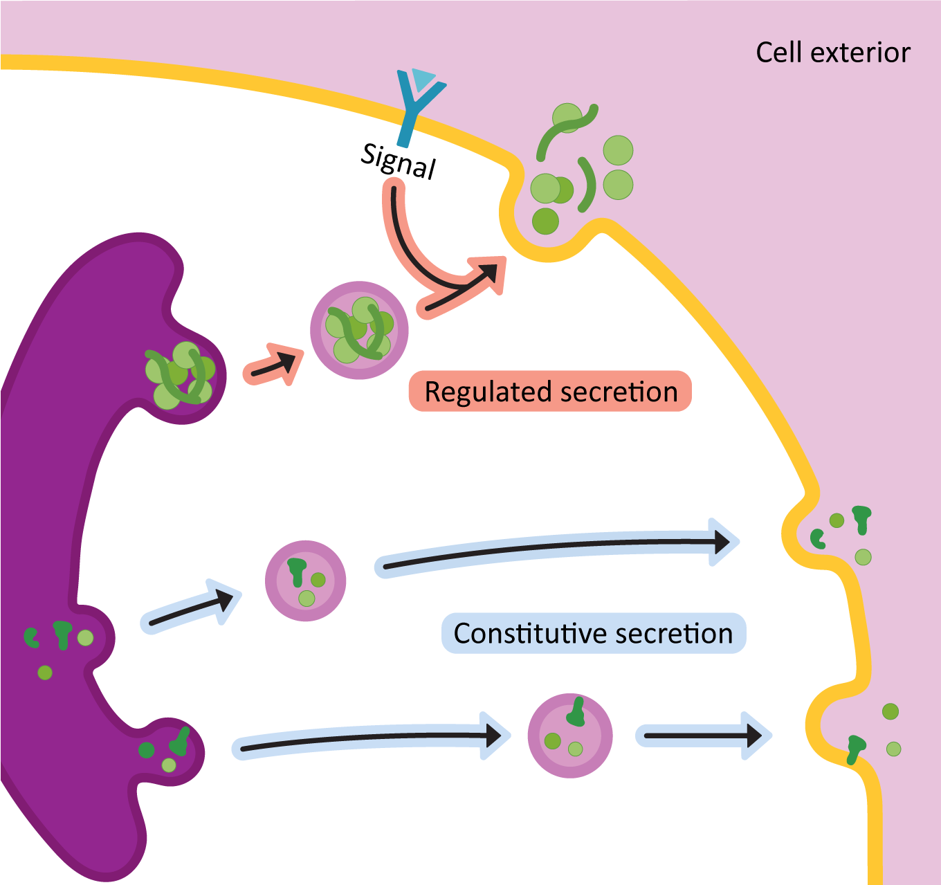 Comparison of constitutive versus regulated secretion pathways from the Golgi.