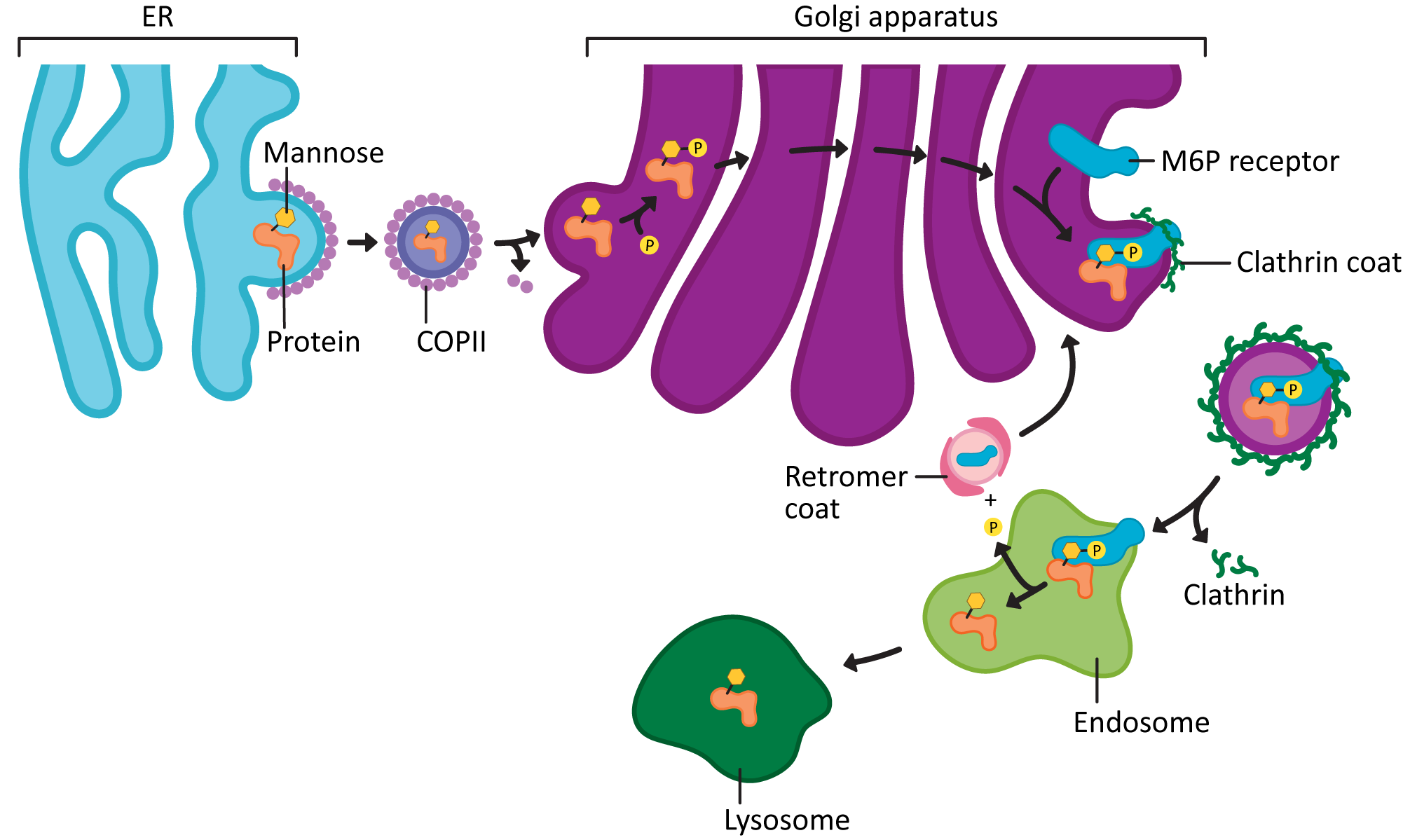 Diagram of targeting the lysosome