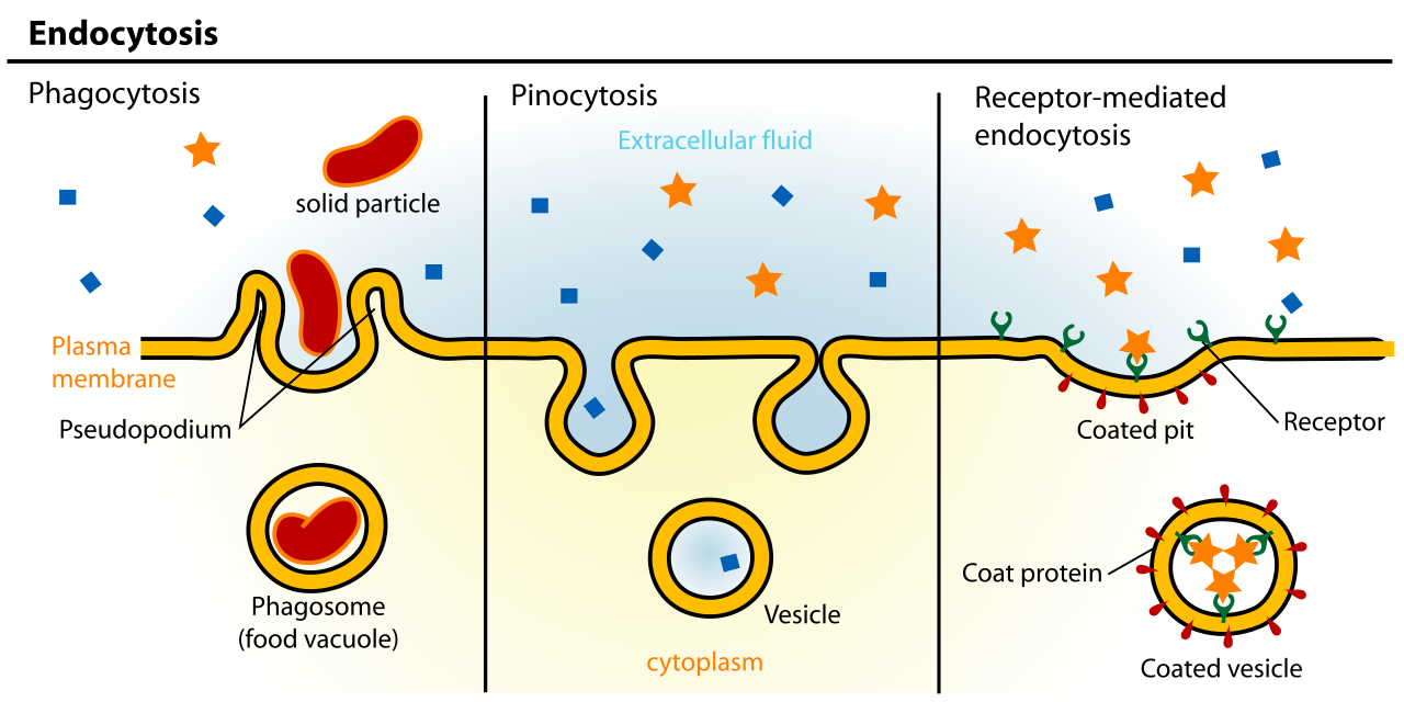 Diagram showing the three different kinds of endocytosis.