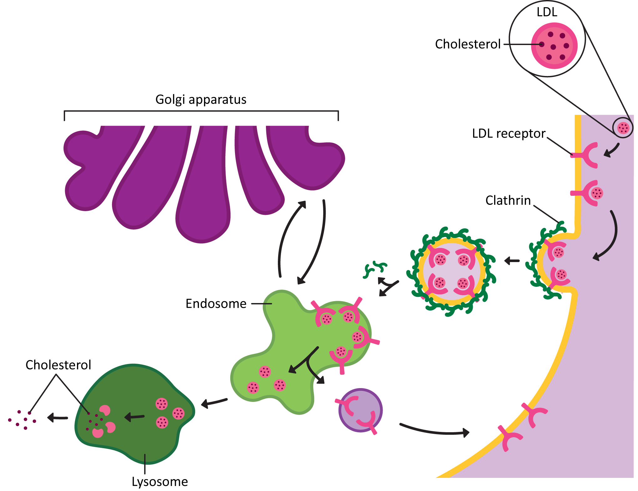 Illustration of receptor-mediated endocytosis.