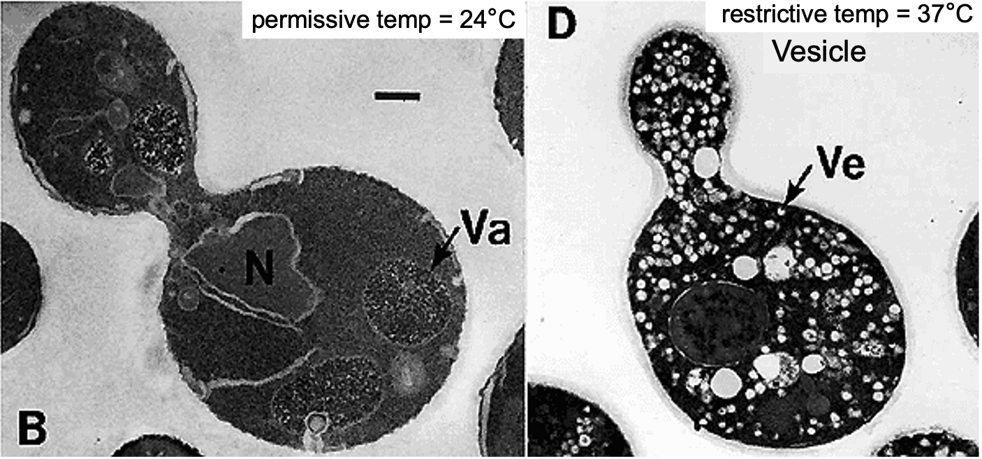 TEM images showing the yeast mutant nSec1 at permissive and restrictive temperatures.