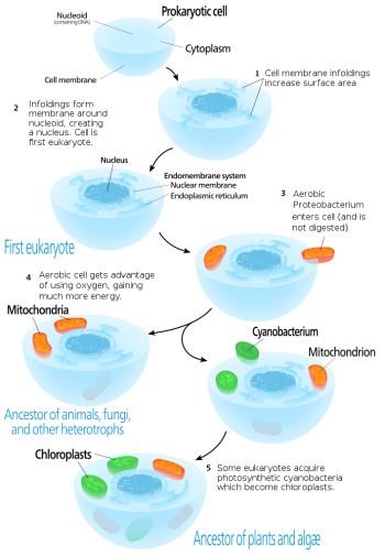 Mitochondria and Chloroplasts – Fundamentals of Cell Biology