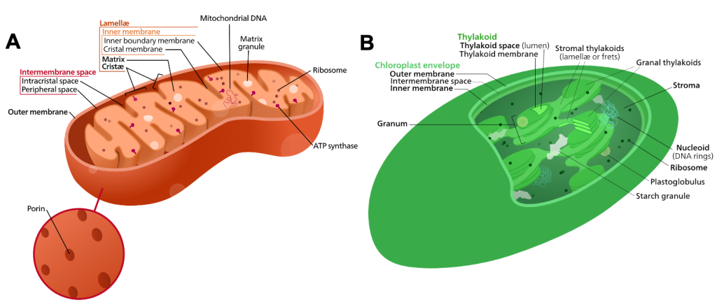 Mitochondria and Chloroplasts – Fundamentals of Cell Biology