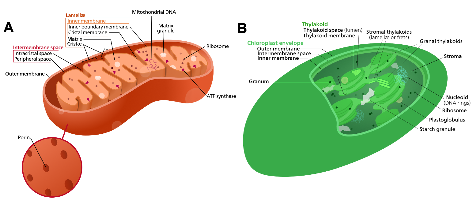 Structure of a mitochondrion and a chloroplast.