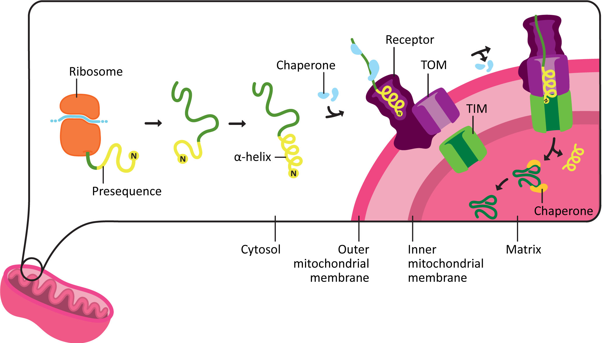 Protein import to the mitochondria schematic