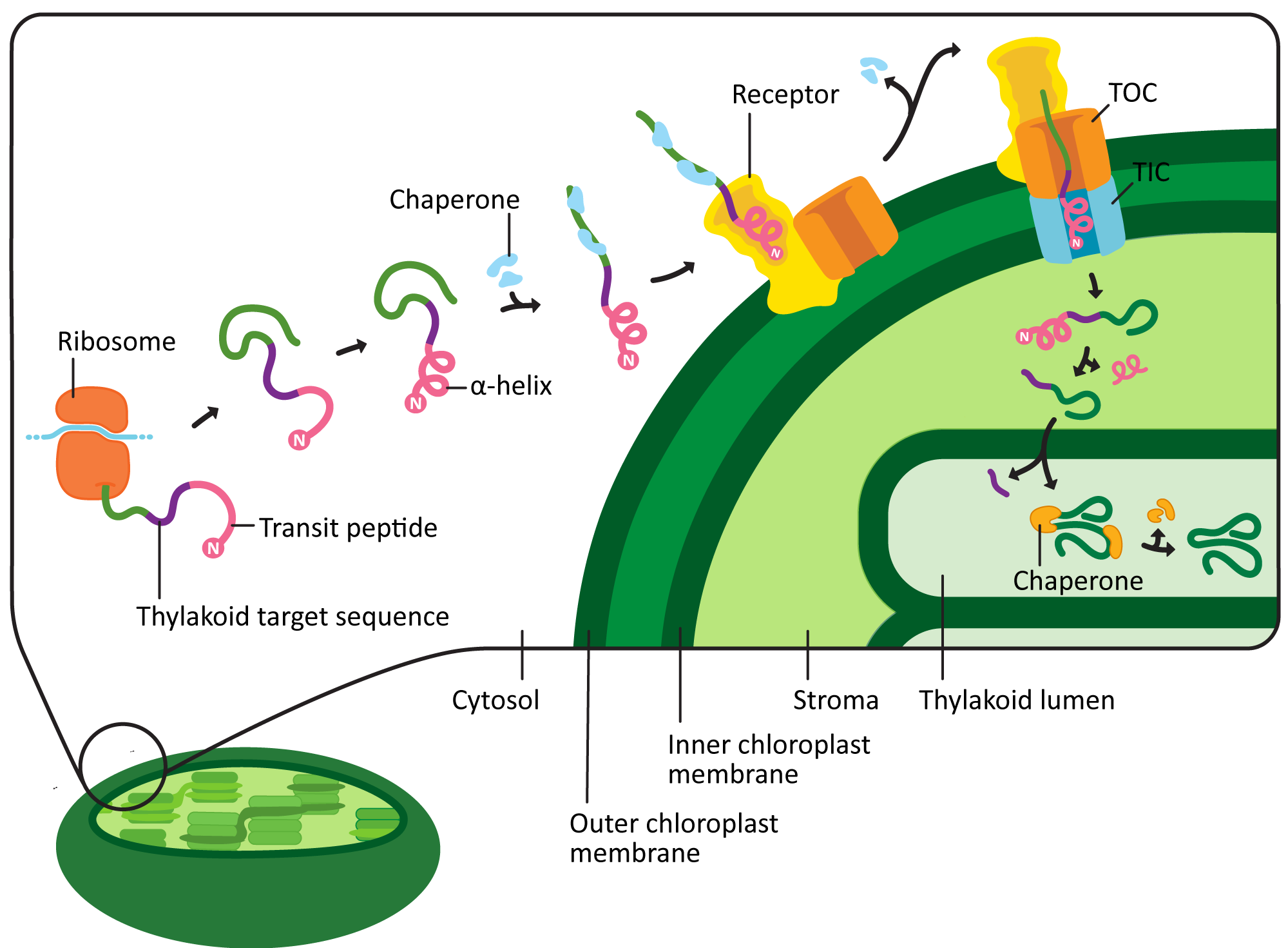 Proteins targeted to the chloroplast for import.