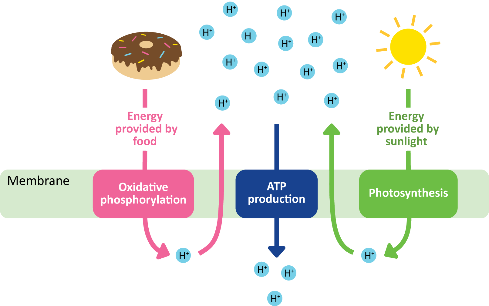 Light and food energy help build a proton gradient