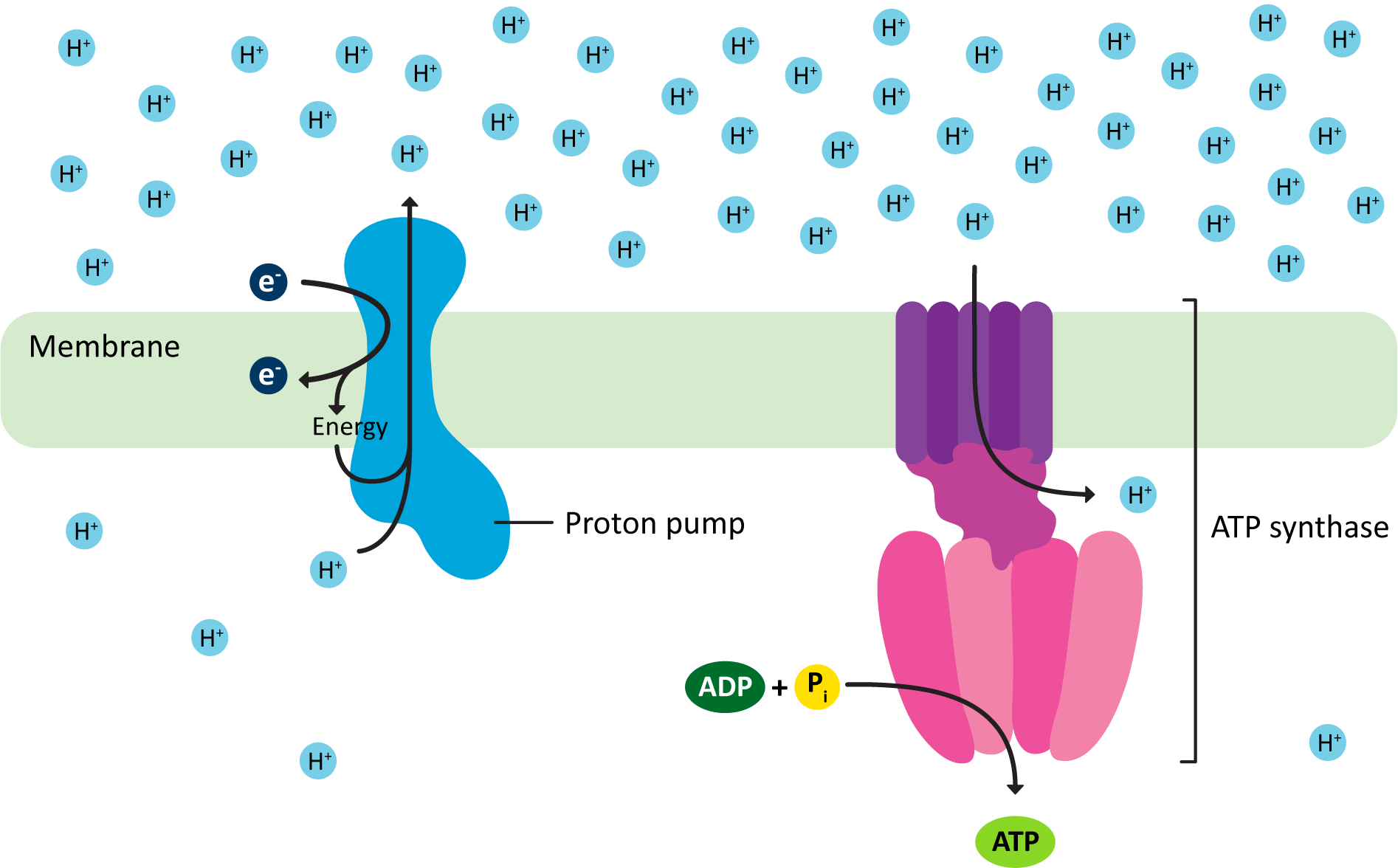 ATP synthesis via chemiosmotic coupling.