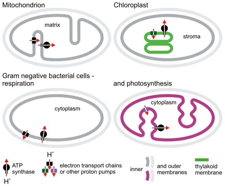 Comparison of mitochondria and Chloroplast with closes bacterial ancestor.