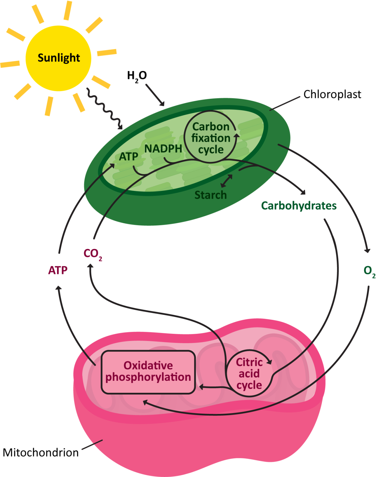 Mitochondria and Chloroplasts – Fundamentals of Cell Biology