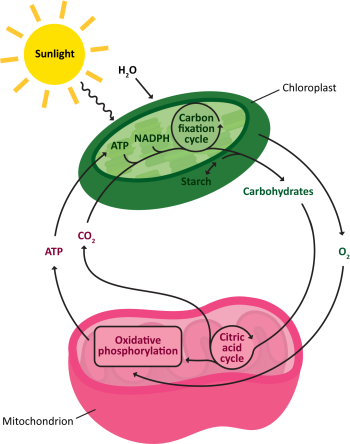 Mitochondria And Chloroplasts – Fundamentals Of Cell Biology