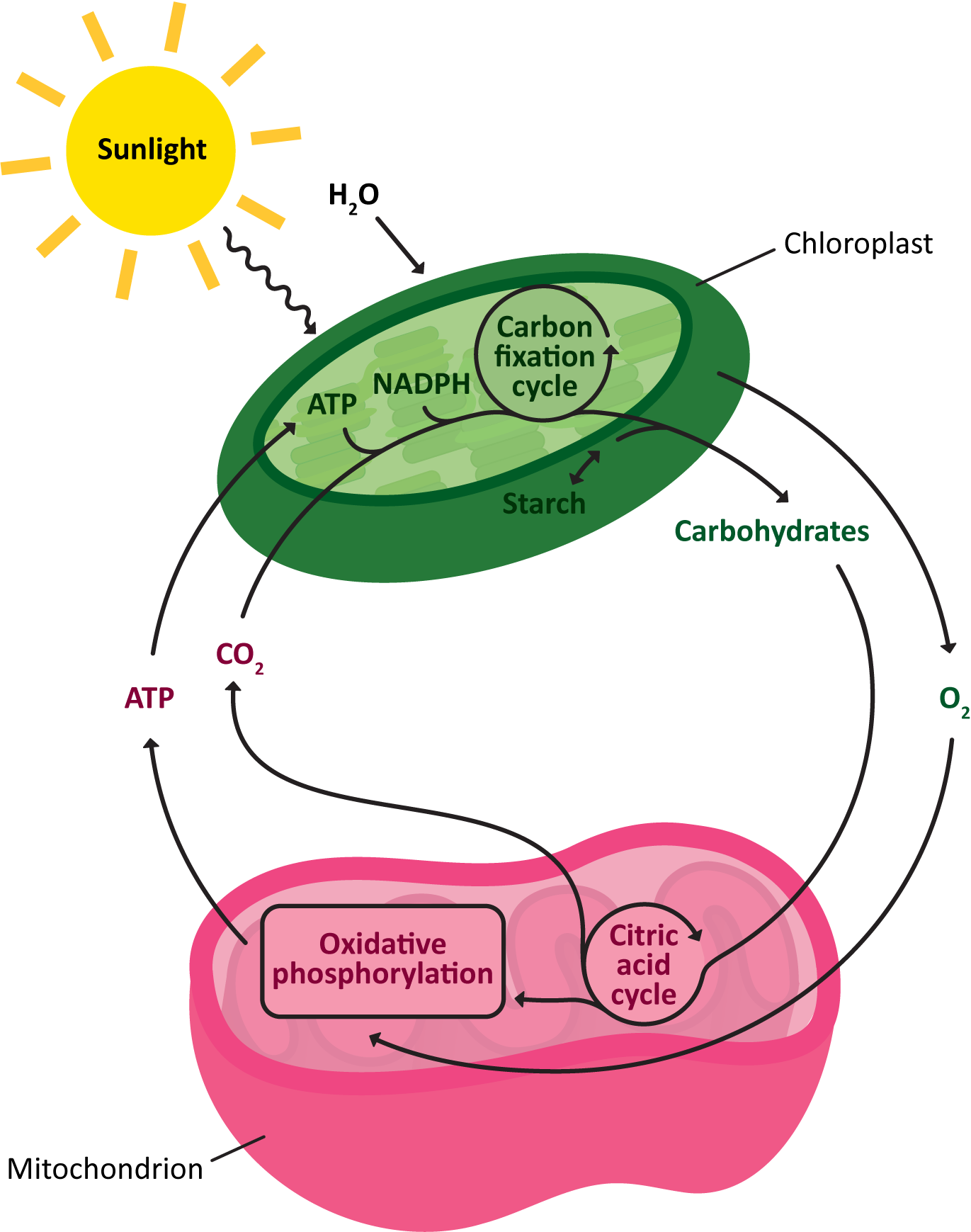 Relationship cycle of mitochondria and chloroplasts.