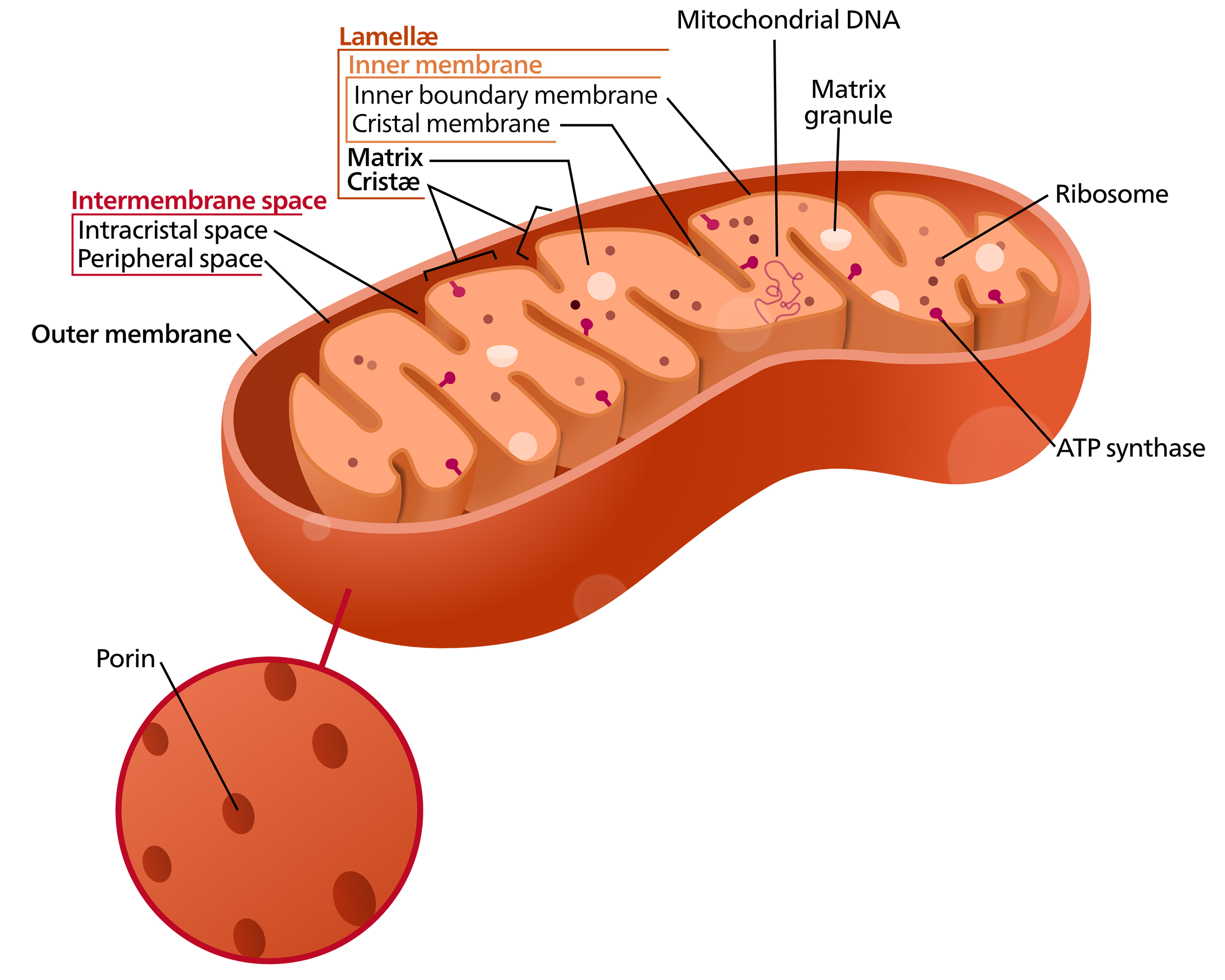 Labelled mitochondria diagram