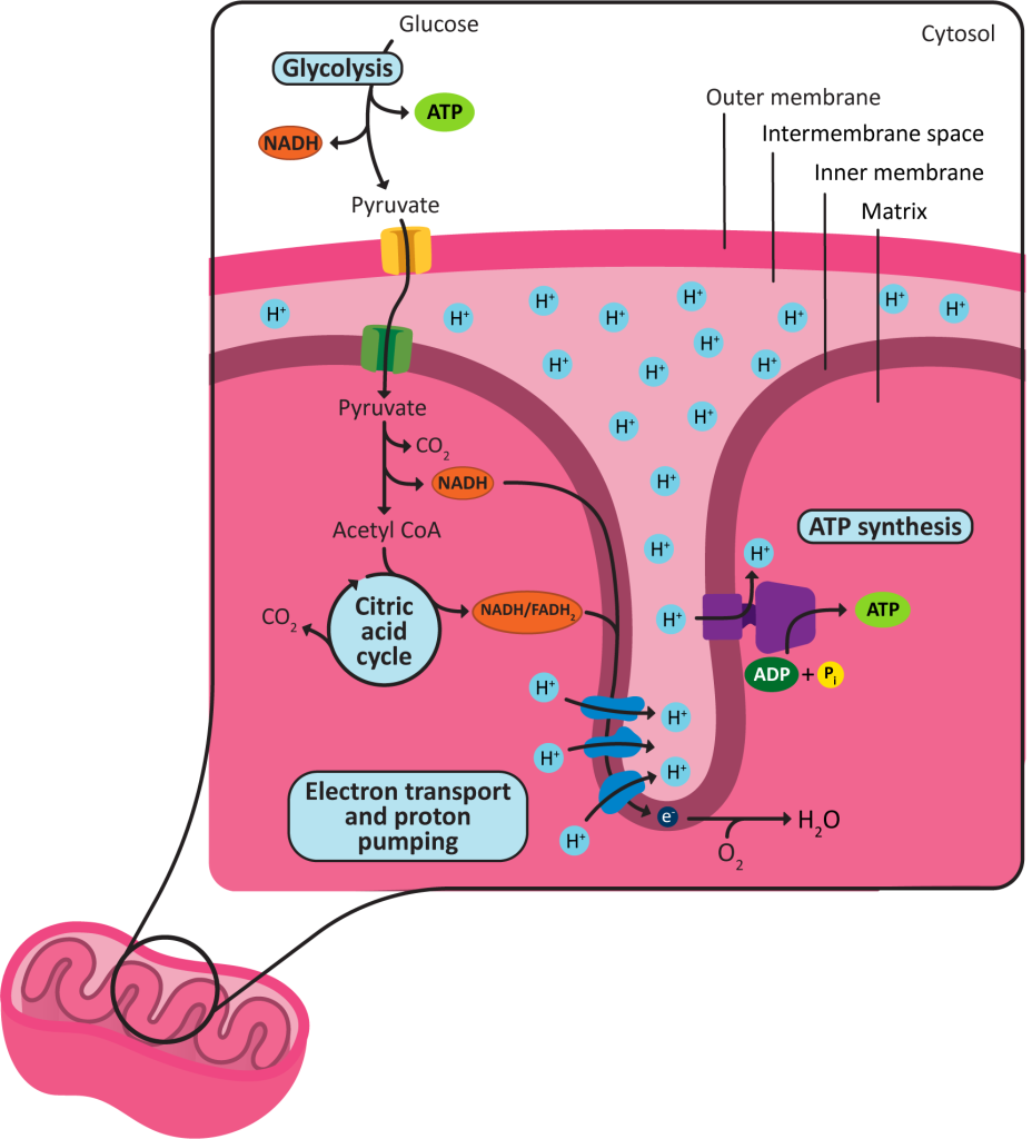 Mitochondria and Chloroplasts – Fundamentals of Cell Biology