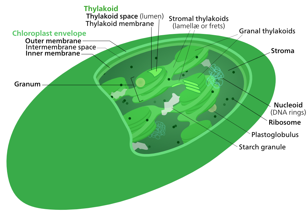 Labelled chloroplast illustration