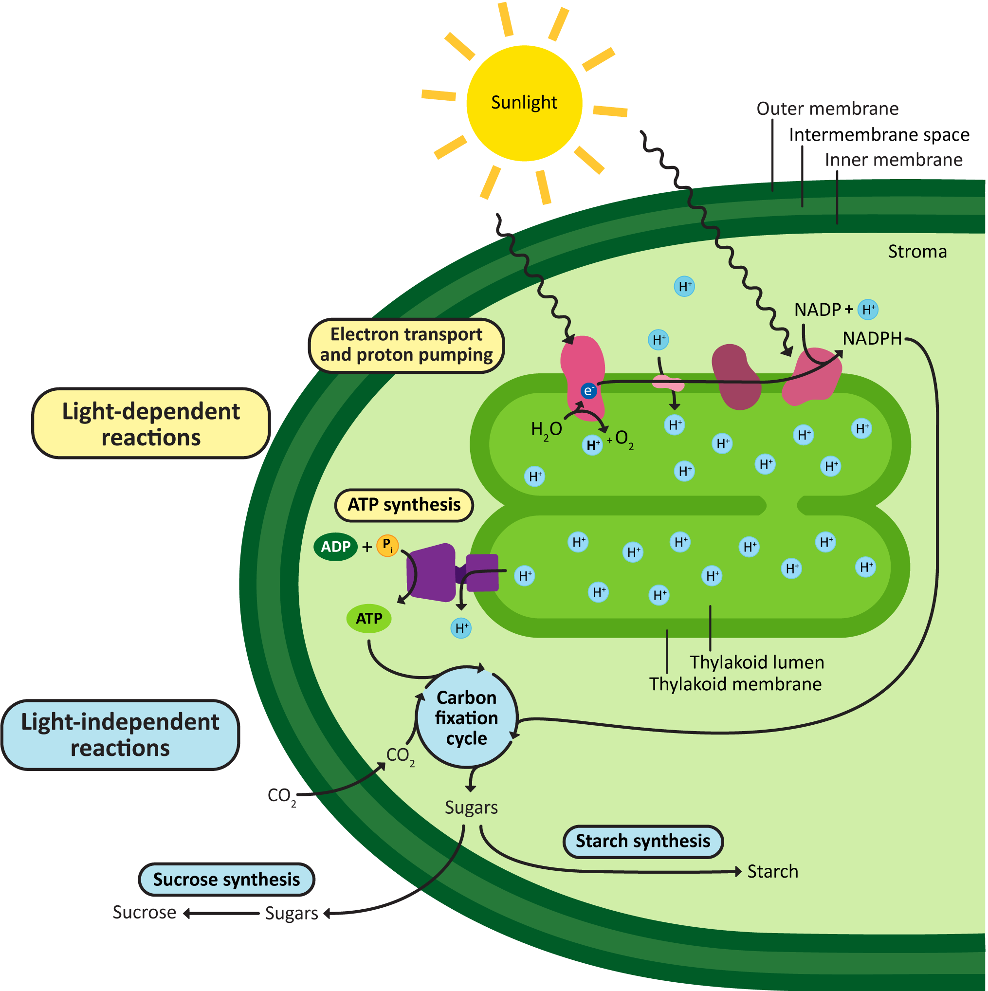 Photosynthesis diagram