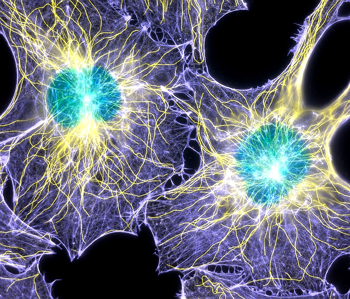 Fluorescence micrograph highlighting the cytoskeleton in a mouse cell