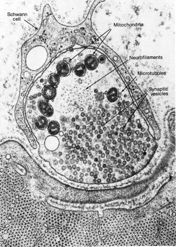 The Cytoskeleton – Fundamentals of Cell Biology