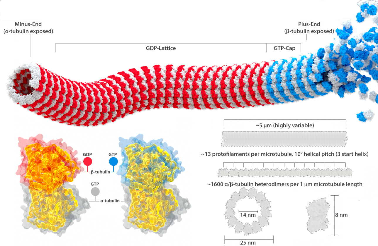 Illustration of the structure of a microtubule.