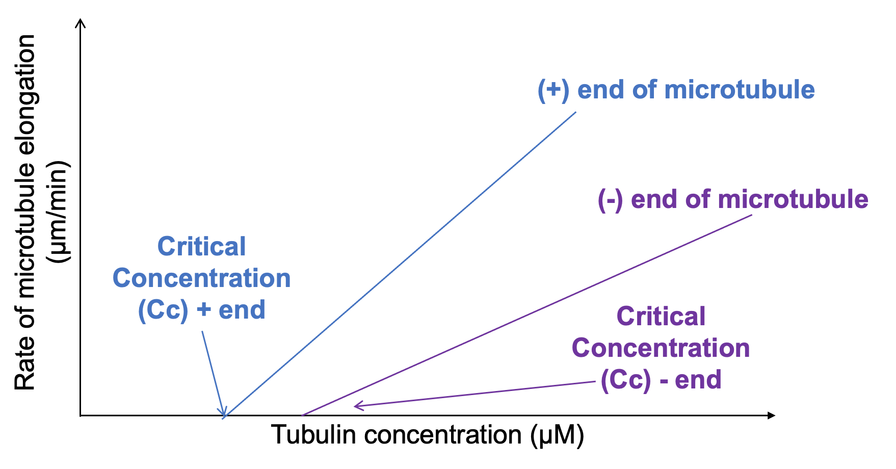 Tubulin concentration vs the rate of polymerization