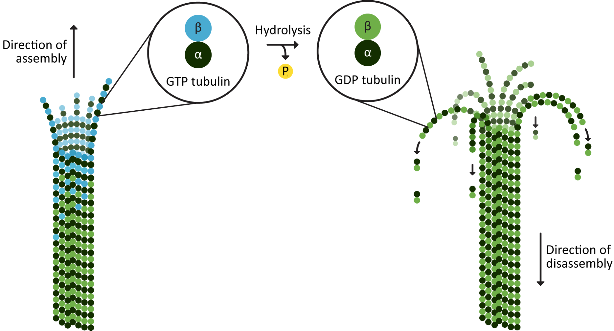 The Cytoskeleton Fundamentals of Cell Biology