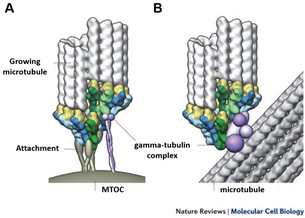 Gamma tubulin based MTOC initiates microtubule formation