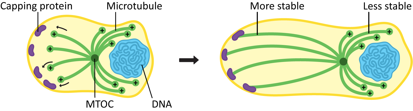 Microtubules protrude and influence cell shape